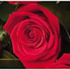 12 Roses ( medium stemmed ) Online