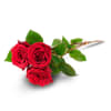 3 red roses Online