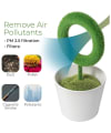 Gift Air Purifier Plant - Single Piece