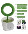 Buy Air Purifier Plant - Single Piece