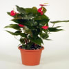 Anthurium Online