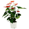 Anthurium Online