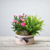 Arrangement of Plants Online