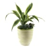 Arrangement of Plants Online