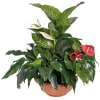 Arrangement of Plants Online