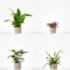 Arrangement of Plants Online