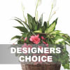 Arrangement of Plants Online