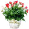 Basket of Roses Online