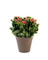 Calandiva  orange 242645 Online