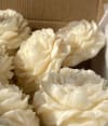 Gift Candle - Peony Flower - Single Piecce