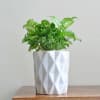 Buy Checkered White Planter