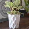 Shop Checkered White Planter