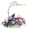 Christmas Phalaenopsis composition Online