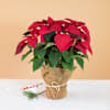 Christmas Star Online