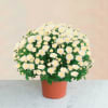 Chrysantheme blanc Online