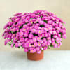 Chrysantheme rose Online