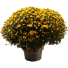 Chrysanthemum Online