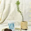 Circular Planter - Pine Wood Online