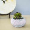 Buy Concrete Ribbon Planter