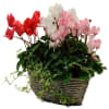 Cyclamen Online