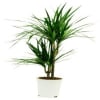 Dracaena Online