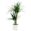 Dracaena Online