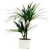 Dracaena Online