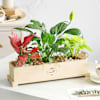 Evergreen Bliss Online