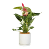 Flamingo Flower Online