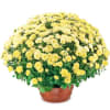 Flowerpot chrysanthemum Online