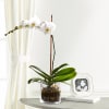 FTD White Orchid Planter Online