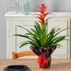 Guzmania Online