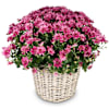 Hope-pink chrysanthemum for the cemetery Online