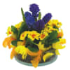 Hyacinth and Primula Online