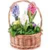 Hyacinth composition Online