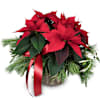 Indoor plant Christmas Dream poinsettia Online