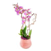 Magic of orchids Online