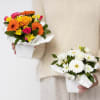 Buy Mini Arrangement Bright and Bold