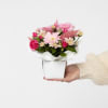 Mini Arrangement Pink Online