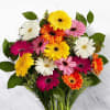 Mixed Gerbera Bunch Online