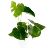 Monstera, big Online