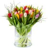 Multi tulipa Online