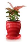 Gift Multipurpose Trolley For Home And Office - Single Piece