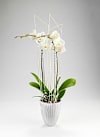 Orchid Online
