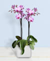 Orchid phalaenopsis Online