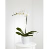 Orchid Plant Online