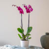 Orchid Plant Online