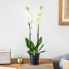 Orchidee Candide Online