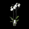 Orchidplant Online