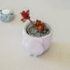 Owl - Concrete Planter And Pen Holder Online